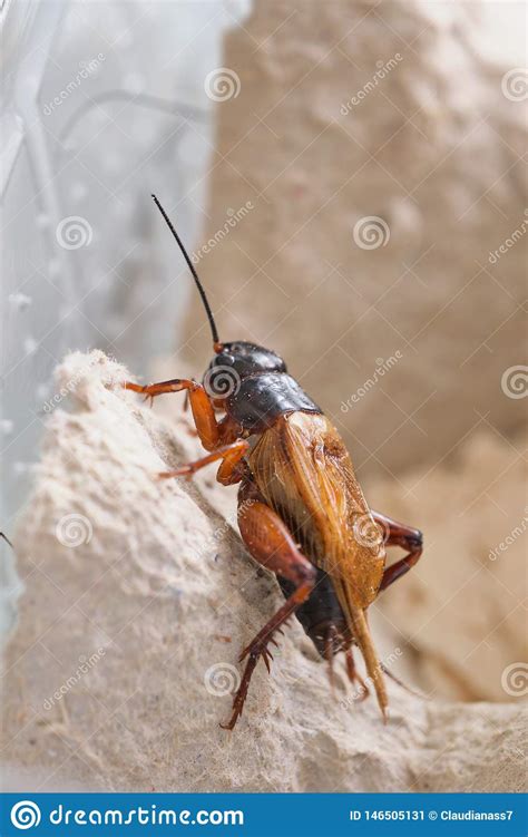 Crickets are passive insects which spawn in the plains, forest, savannah, and jungle biomes. Cricket As Animal Food For Bearded Dragons Stock Image ...