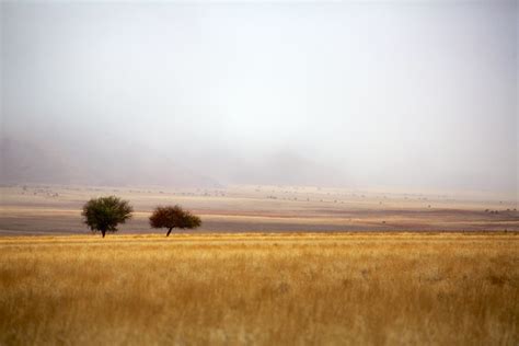 Foggy Savannah The Interior Of Namibia Is Mainly Arid Or S Flickr