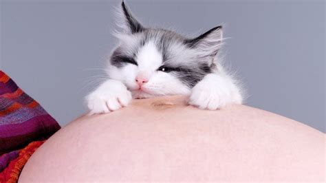 Can A Cat Sense If A Woman Is Pregnant Cat Lovster