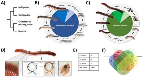 Life Cycle Of A Centipede