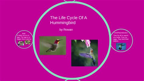 The Life Cycle Of A Hummingbird By Rowan Highland