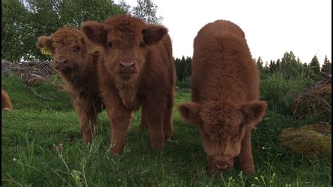 Scottish Highland Cattle In Finland Fluffy Calves June 2017 Youtube