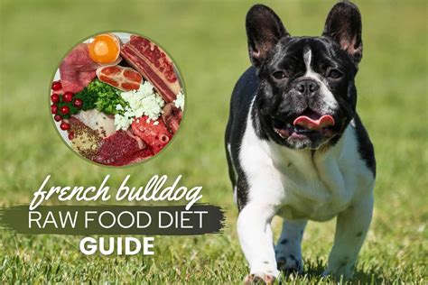 When To Stop Feeding Puppy Food French Bulldog Kiara Gavin