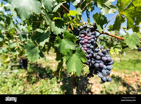 Large Red Purple Wine Grapes On Vine Hanging Grapevine Bunch In