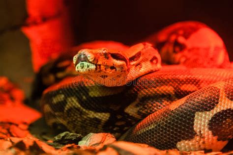 Snake Python Under Red Light Stock Image Image Of Florida Dangerous