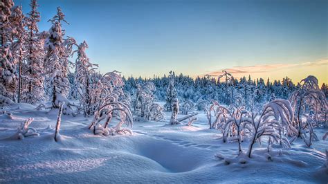 Winter Frozen Forest Snow Covered Trees Under Blue Sky Hd Nature