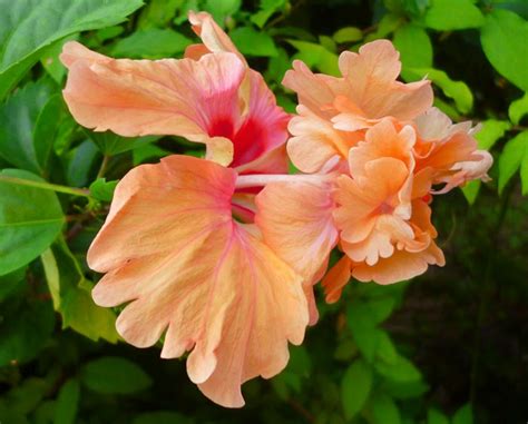Hibiscus Double Hibiscus X Double Hybrid Wada Mala Orange Sl Flora