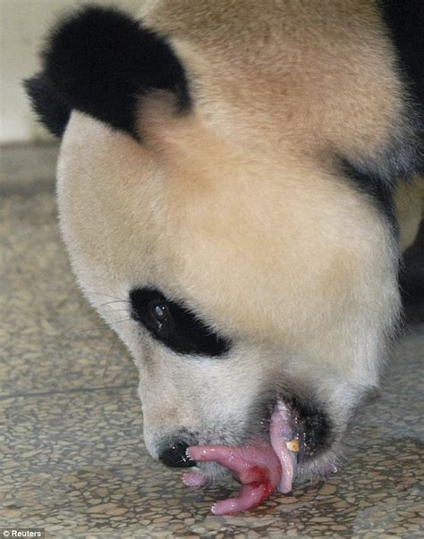 Welcome To The World Heart Warming Pictures Show Giant Panda Tenderly