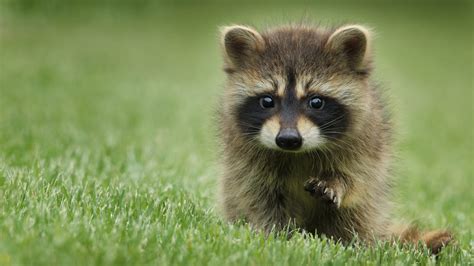 Baby Raccoon Is Standing On Green Grass In Blur Green Background Hd