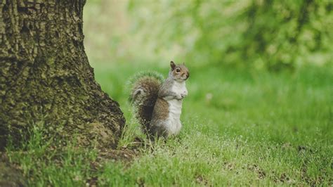 Wallpaper Squirrel Curious Stand Grass Wildlife Hd Picture Image
