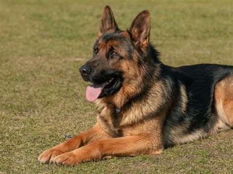 Adult German Shepherd On Grass Field · Free Stock Photo