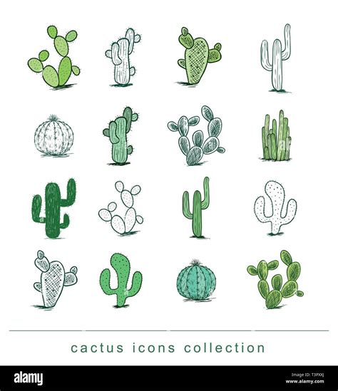 Cactus Collectionvector Illustration Stock Vector Image And Art Alamy