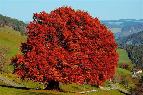 Free Image On Pixabay Tree Beech Deciduous Tree Deciduous Trees