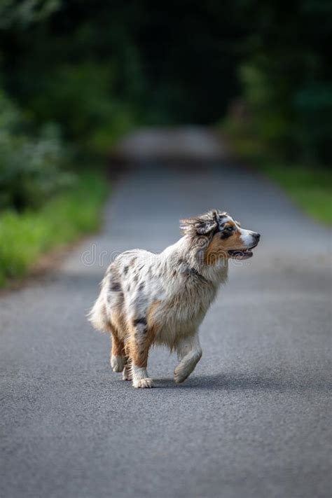 Dog Australian Shepherd Blue Merle Walking On German Inner Border On A