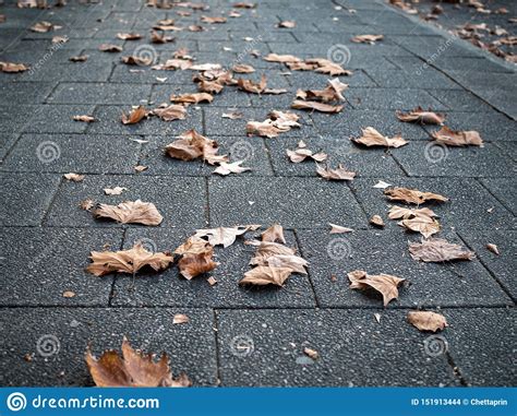 Dried Maple Leaves Fallen Onto Tiled Pavement Stock Photo Image Of