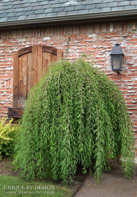 Weeping Bald Cypress Weeping Evergreen Trees Dwarf Trees Trees And