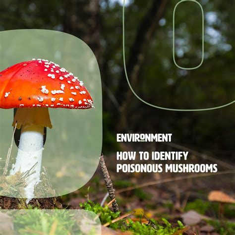 How To Identify Poisonous Mushrooms Environment Co