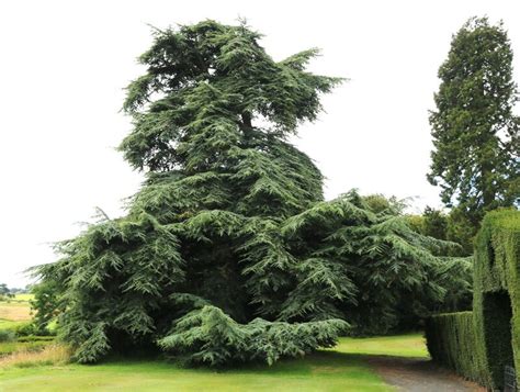 Cedar Tree © Bill Kasman Geograph Britain And Ireland