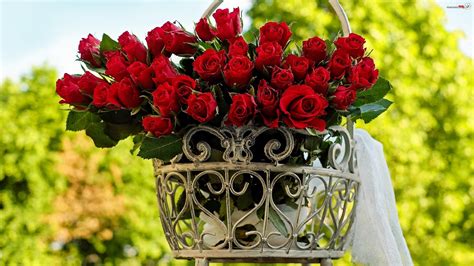 Czerwone, Róże, Bukiet, Kwietnik - Zdjęcia