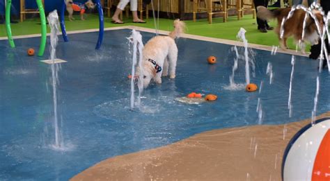 Splash Bark Opens Canine Indoor Water Park This Week Siouxfallsbusiness