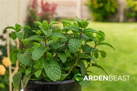 Peppermint Guide How To Grow And Care For Mentha × Piperita