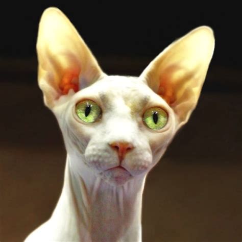 Involving a service provider or adding various conditions to your move will make the prices vary. How Much Are Sphynx Cats In Australia