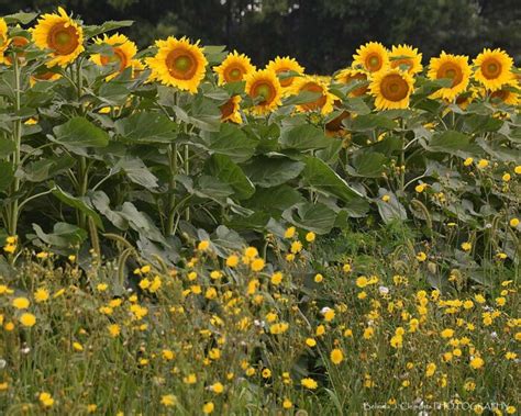 Sunflower Fields Forever Backdrops Canada