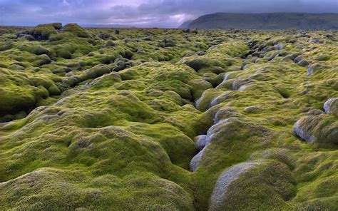 Moss Covered Lava Fields In Iceland Beautiful And Surreal Image
