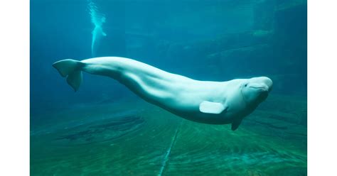 Beluga Whale Genome Sequenced For The First Time