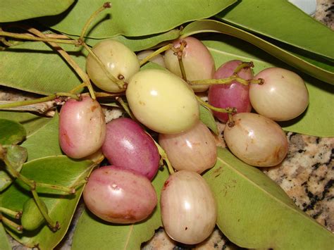 Polynesian Produce Stand Jamboon Fruit Tree Rare White Fruited Java