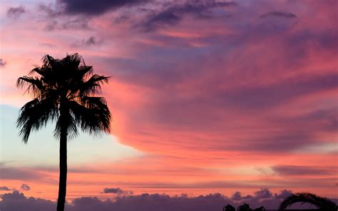 Sunset Sky Clouds Palm Trees Wallpapers Hd Desktop And Mobile