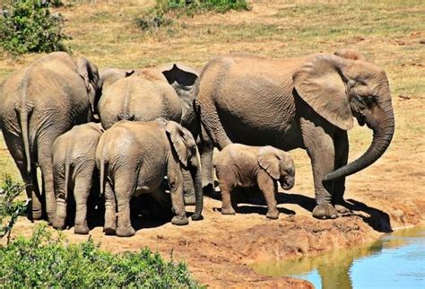 Elefante Características Alimentación Reproducción Hábitat