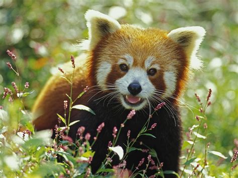 Red Panda Animals Wallpapers Hd Desktop And Mobile