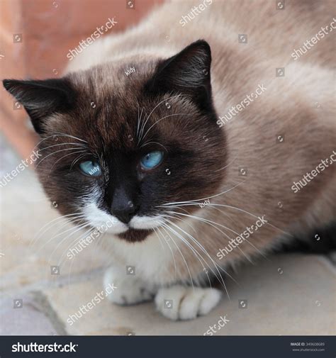 Close Silly Looking Crosseyed Siamese Cat Stock Photo