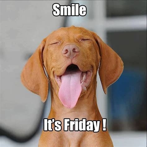 Were So Close To The Weekend Have An Amazing Friday Friday Dog