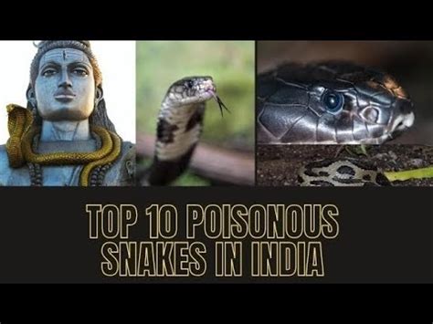 Top Most Poisonous Snakes In India Snake Viper Mahadev