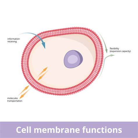 1000 Cell Membrane Illustrations Royalty Free Vector Graphics And Clip