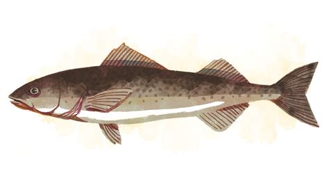 Sablefishblack Cod Wwf Seafood Guide