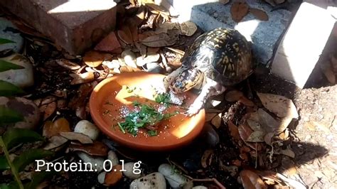 Preparing, coloring, and decorating easter eggs is one such popular tradition. Food For Tortoises: EP. 3 Eastern Box Turtle - Canned Food ...