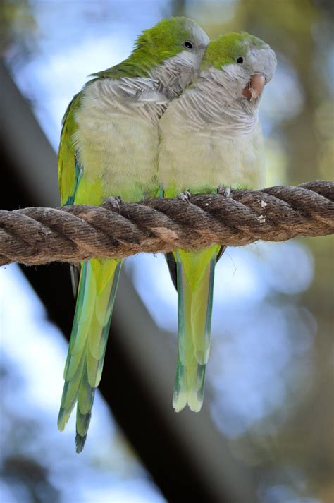 A Couple Lovebirds Free Stock Photo - Public Domain Pictures