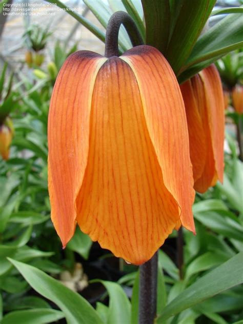 Plantfiles Pictures Fritillaria Crown Imperial Fritillary Rubra