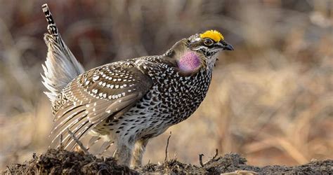 Sharp Tailed Grouse Identification All About Birds Cornell Lab Of