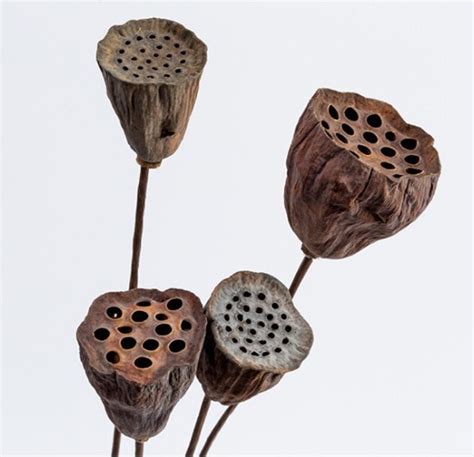 Ghy Decor Natural Lotus Pods On Stems Real Dried Lotus Pod Etsy