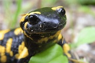 Fire Salamander Facts - CRITTERFACTS