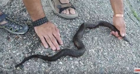 The Water Moccasin Snake Appearance Biology Life Cycle Habitat