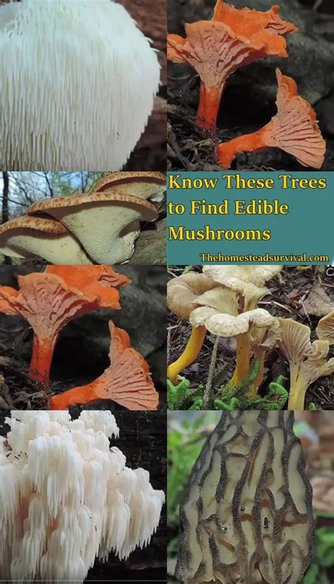 Know These Trees To Find Edible Mushrooms The Homestead Survival