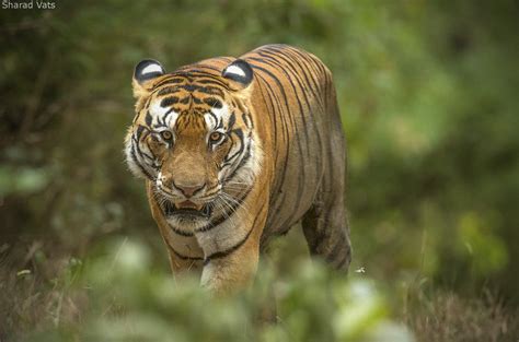 The Tiger A Keystone Species Tiger Safari India Blog