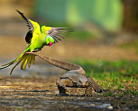 Rathika Ramaswamy Indias First Woman Wildlife Photographer Rediff