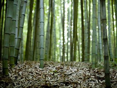 Bamboo Forest Wallpapers Background Backgrounds Ground Tag