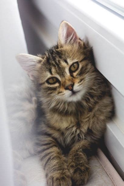 How much does it cost to own a cat? How much does it cost to Fly a Cat Internationally? • Pet ...